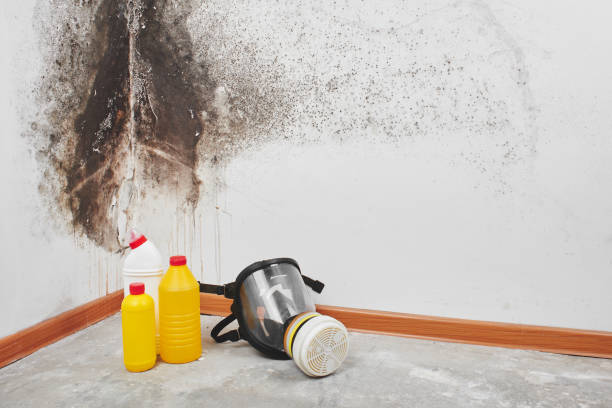 Best Professional Mold Removal  in Kirkland, WA