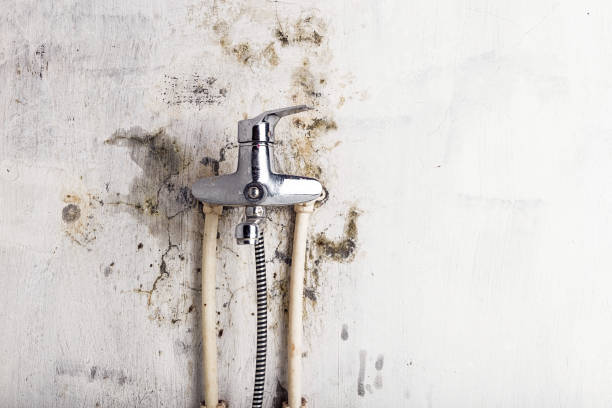 Best Fast Mold Removal  in Kirkland, WA