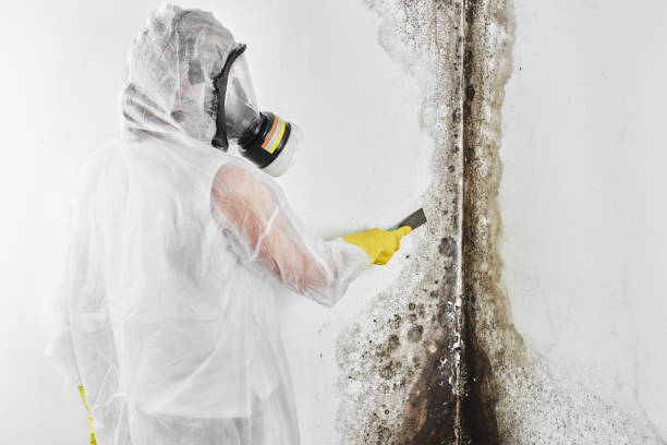 Best Mold Damage Repair  in Kirkland, WA