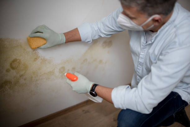 Home Mold Removal in Kirkland, WA