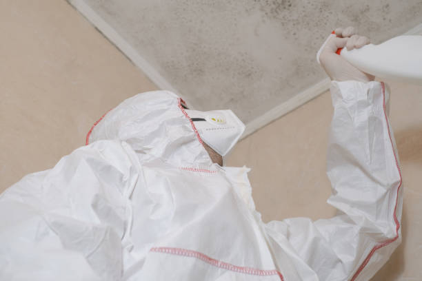 Best Same-Day Mold Removal  in Kirkland, WA