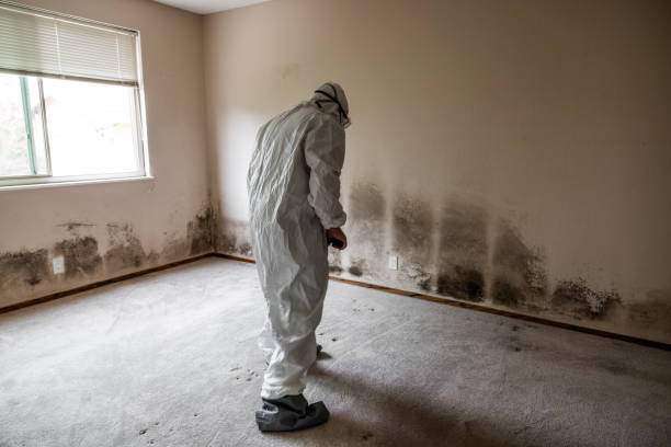 Best Toxic Mold Removal  in Kirkland, WA