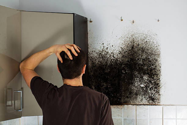 Best Black Mold Removal  in Kirkland, WA