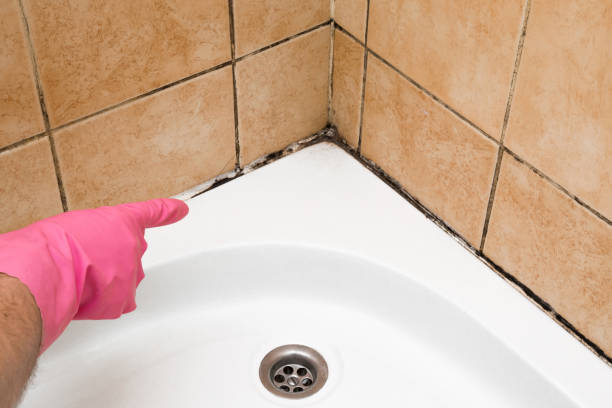 Best Toxic Mold Removal  in Kirkland, WA